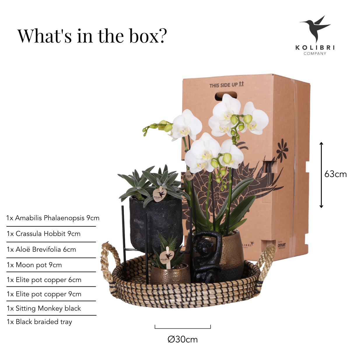 Kolibri Company | Set regalo Urban Nature | Set di piante con orchidee Phalaenopsis e piante grasse, inclusi vasi decorativi in ceramica