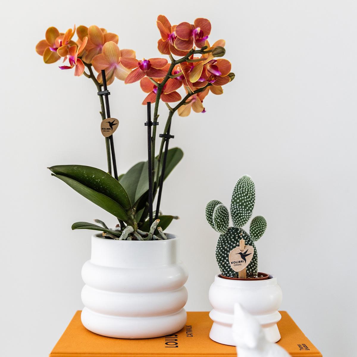 Orchidee colibrì | Orchidea Phalaenopsis arancione - Minerale Bolzano + Vaso a bolle bianco - dimensioni vaso Ø9cm | pianta d'appartamento in fiore - fresca dal coltivatore
