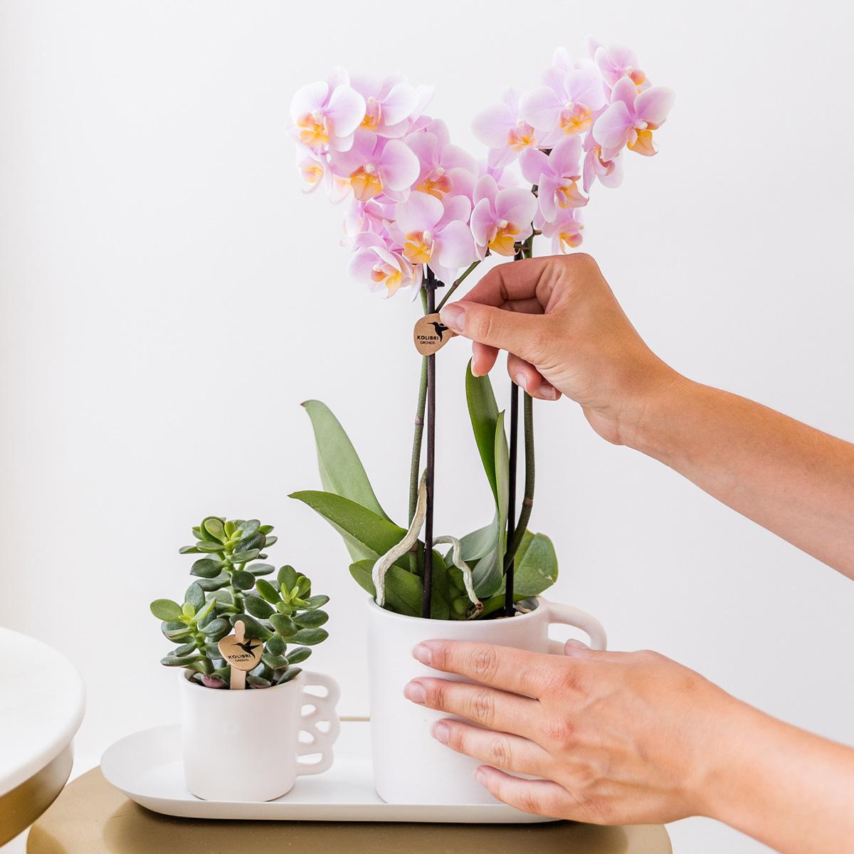 Orchidee Kolibri - Scatola a sorpresa unicolore - scatola sconto per piante - scatola a sorpresa con 4 diverse orchidee - fresche dal coltivatore
