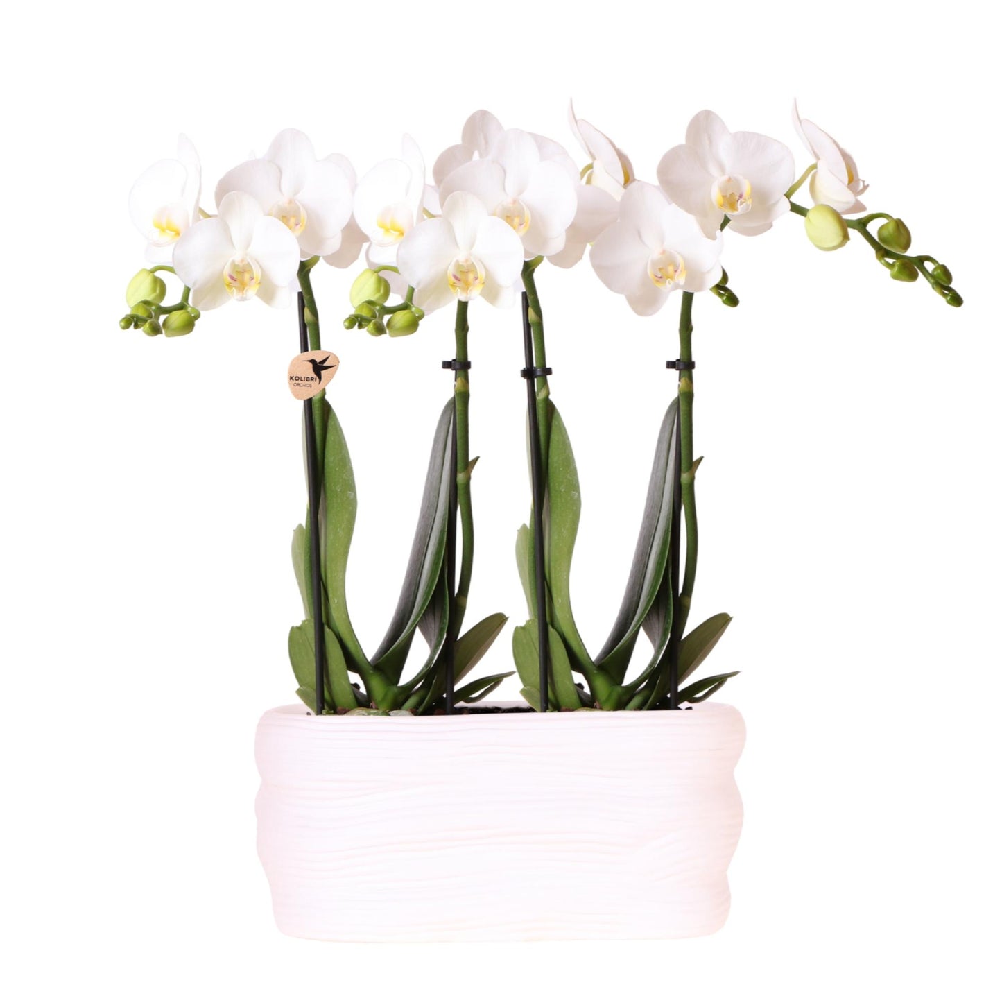 Kolibri Orchids | Witte orchideeënset in Como dish incl. waterreservoir | twee witte Amabilis orchideeën 9cm