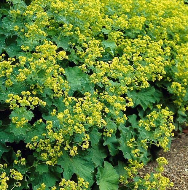 48x Alchemilla mollis - ↕10-25cm - Ø9cm
