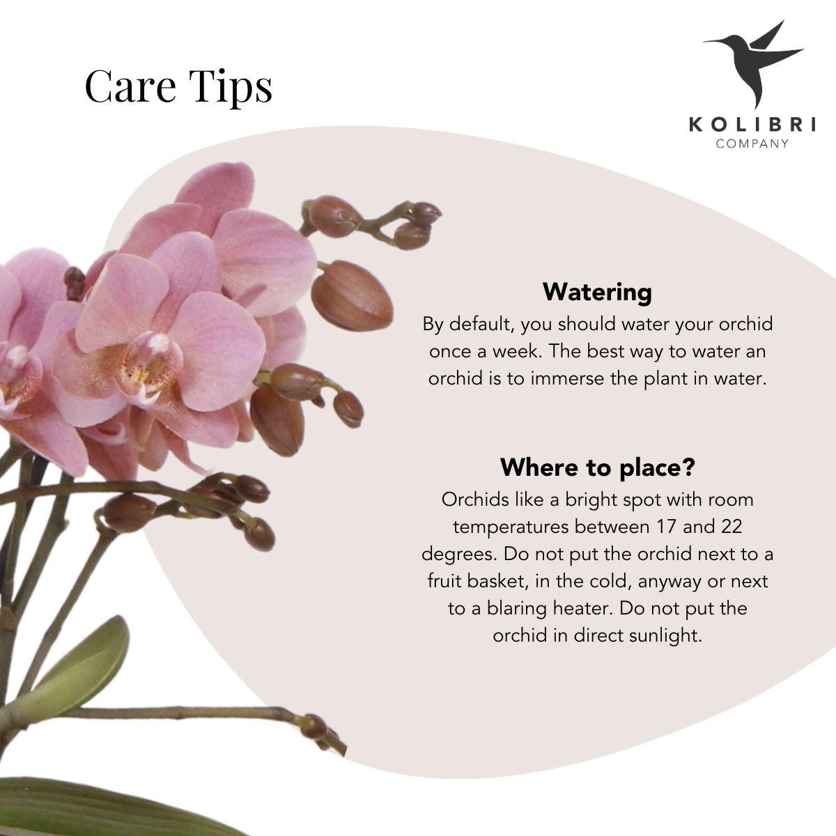Kolibri Orchids | Orchidea Phalaenopsis rosa – Treviso in vaso con scanalatura argentata – dimensioni del vaso Ø12 cm – altezza 35 cm | pianta da appartamento fiorita in vaso – fresca dal coltivatore