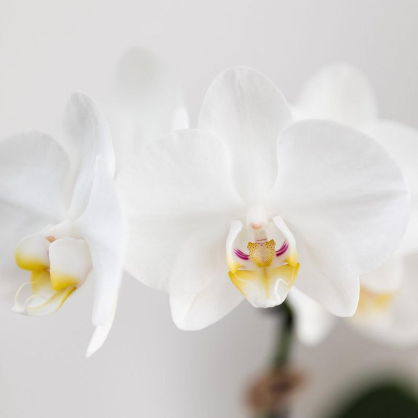 Kolibri Orchids | orchidea Phalaenopsis bianca in vaso Ø9cm | Amabilis | pianta da appartamento fiorita - fresca dal coltivatore
