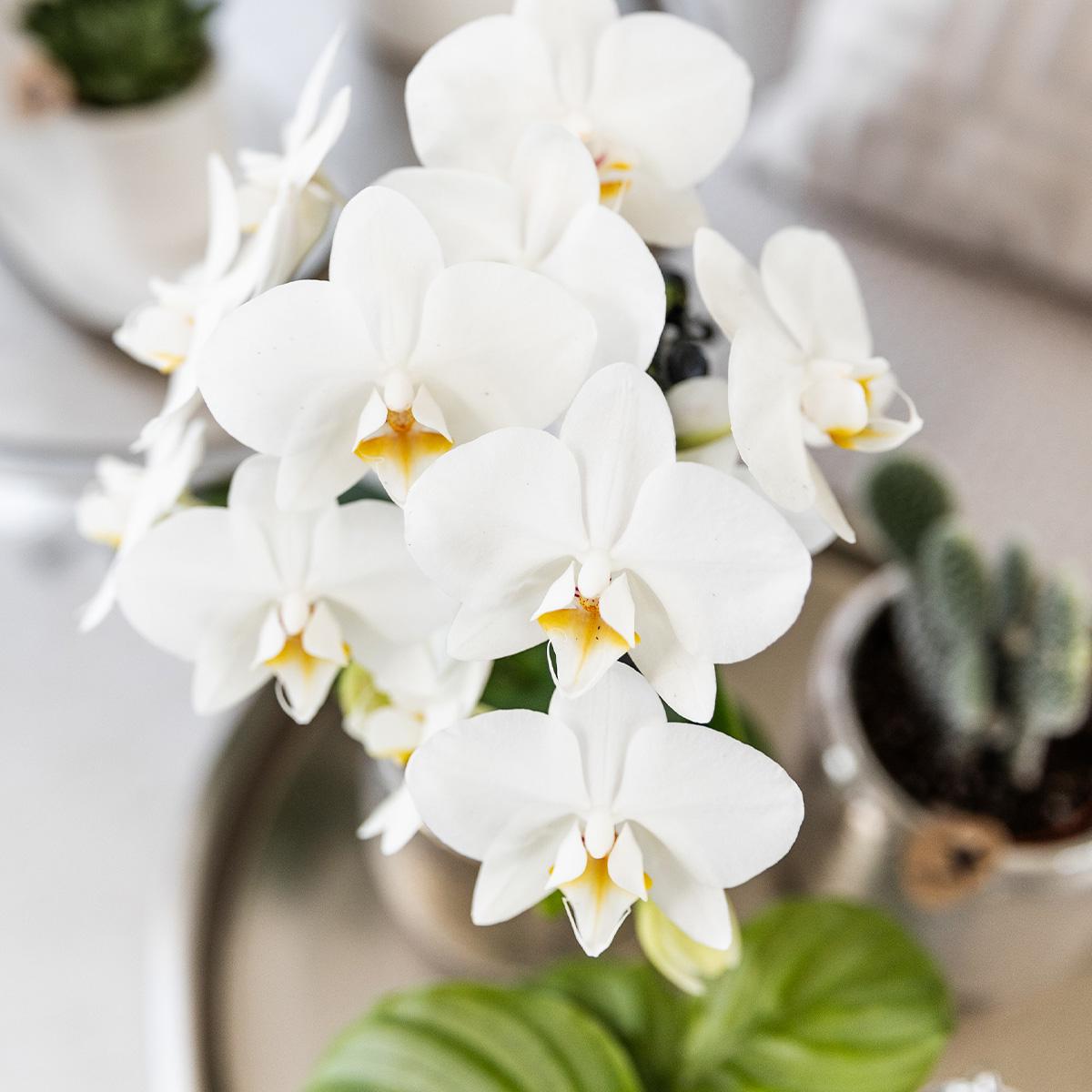 Orchidee colibrì | Orchidea Phalaenopsis bianca - Amabilis + Elite vaso argento - dimensioni vaso Ø9 cm - altezza 35 cm | pianta d'appartamento in fiore - fresca dal coltivatore