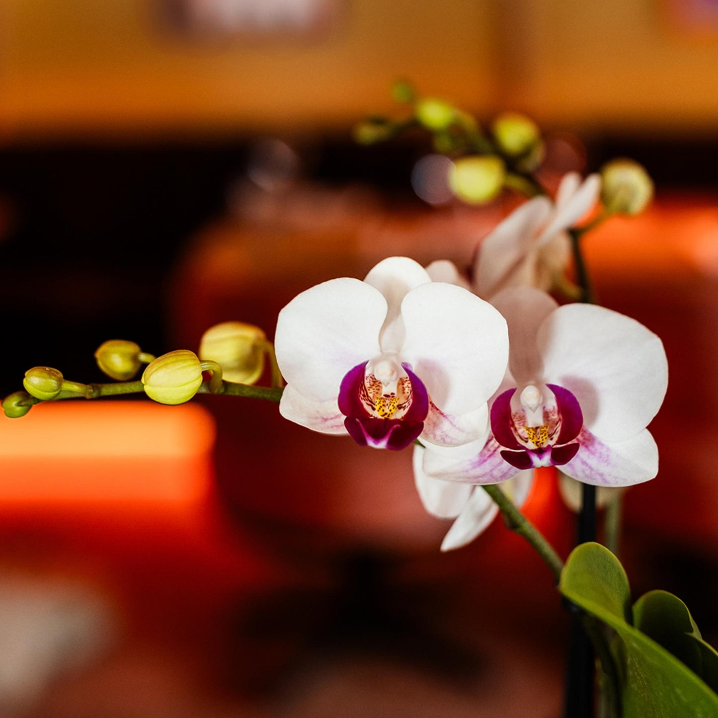 Kolibri Orchids | orchidea Phalaenopsis bianca in vaso Ø9cm | Gibilterra | pianta da appartamento fiorita - fresca dal coltivatore