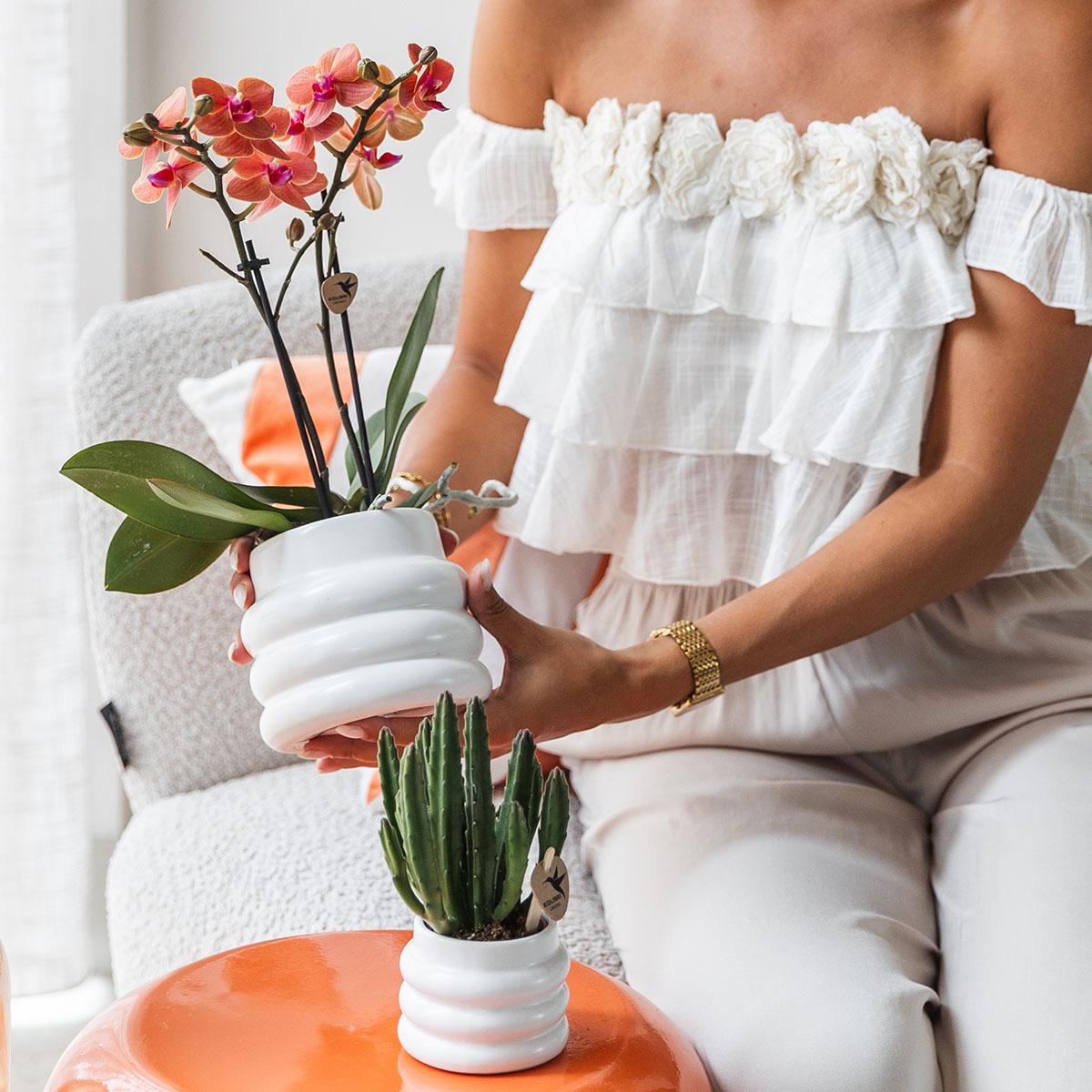 Orchidee colibrì | Orchidea Phalaenopsis arancione - Minerale Bolzano + Vaso a bolle bianco - dimensioni vaso Ø9cm | pianta d'appartamento in fiore - fresca dal coltivatore