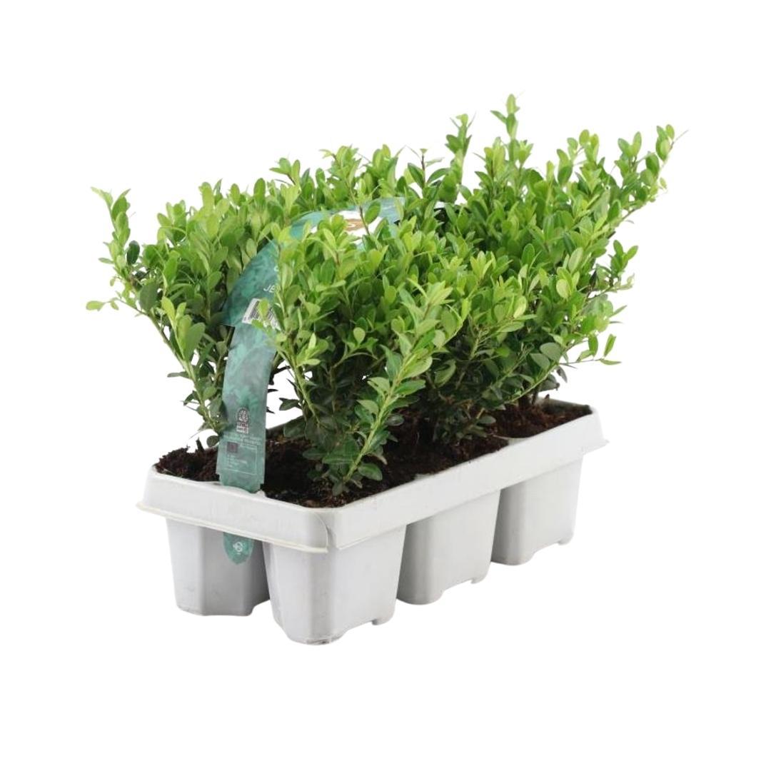 Confezione da 12 x 6 Ilex crenata 'Jenny' - Ø7 cm - ↕15 cm