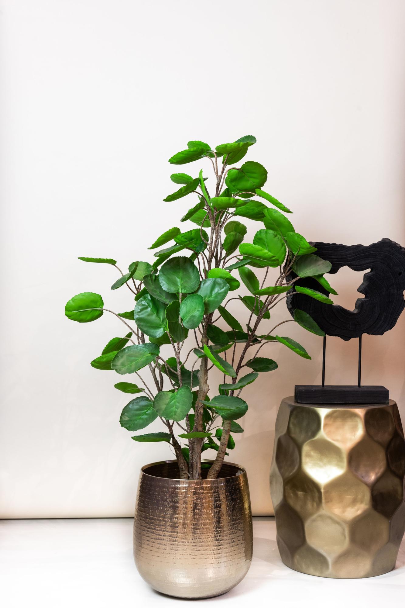 Pianta artificiale - Polyscias - Aralia - 105 cm
