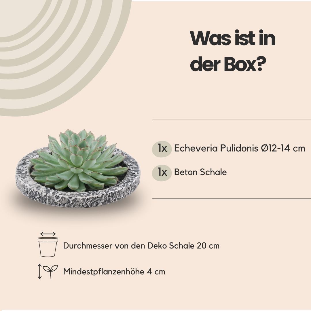 SENZA RADICE Succulente Echeveria Pulidonis in ciotola 'Concrete' Ø20 cm - ↕5 cm