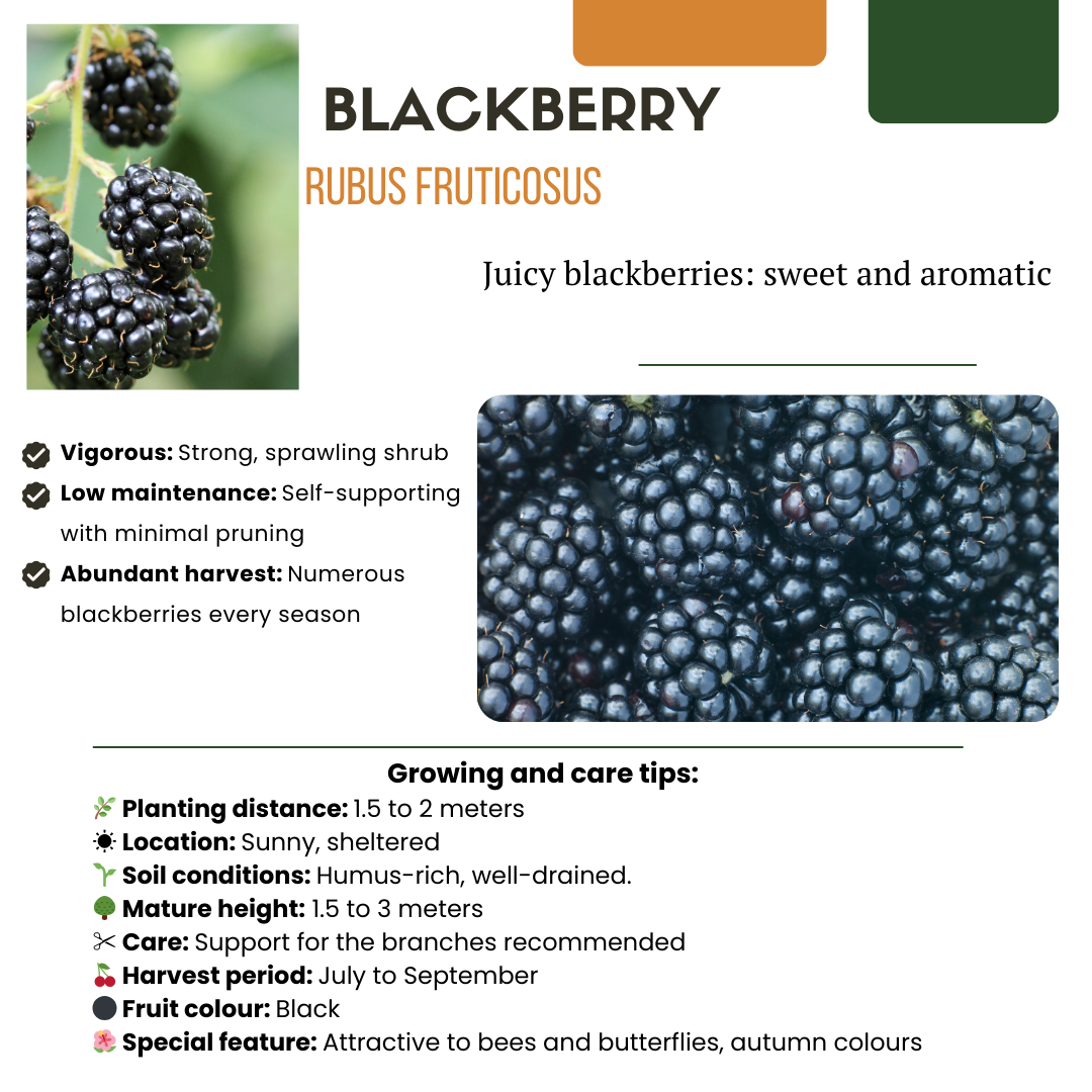 6 x Organic blackberry plants - Ø 13 cm - ↨ 20 cm
