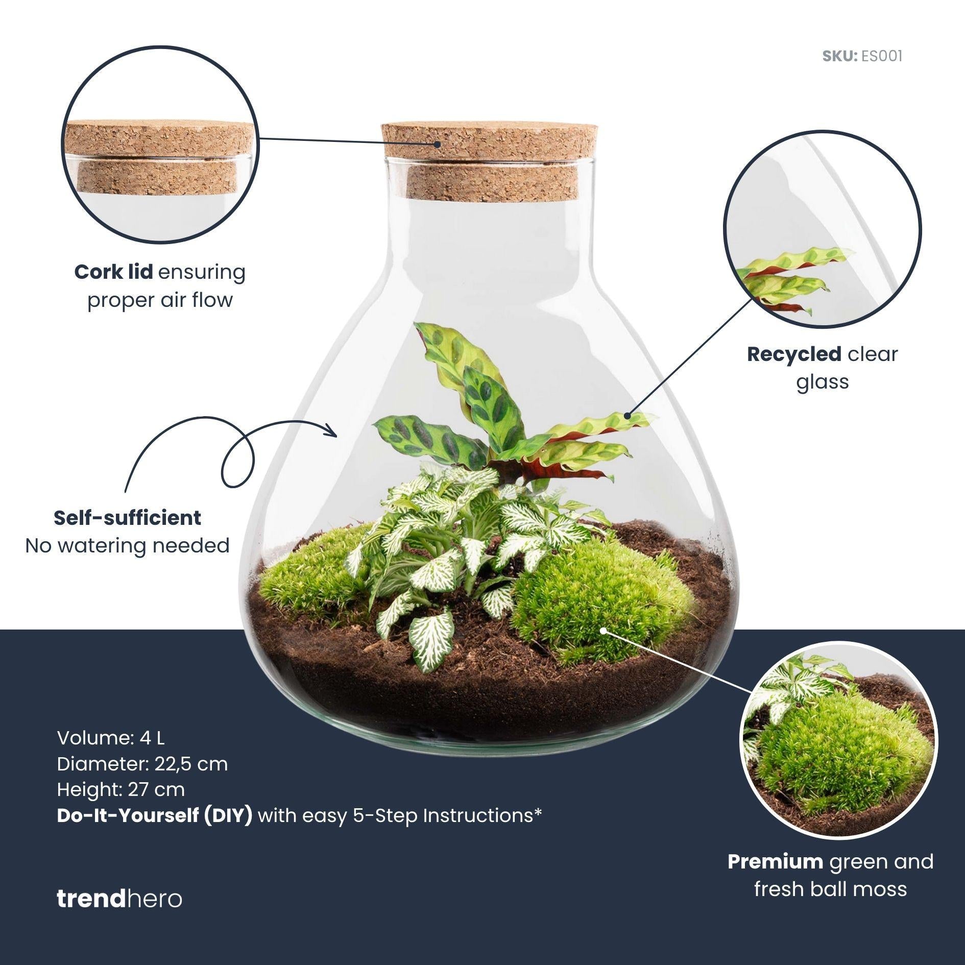 DIY terrarium - Sammie Calathea -  27 cm - No tools   piantedappartamento.shop