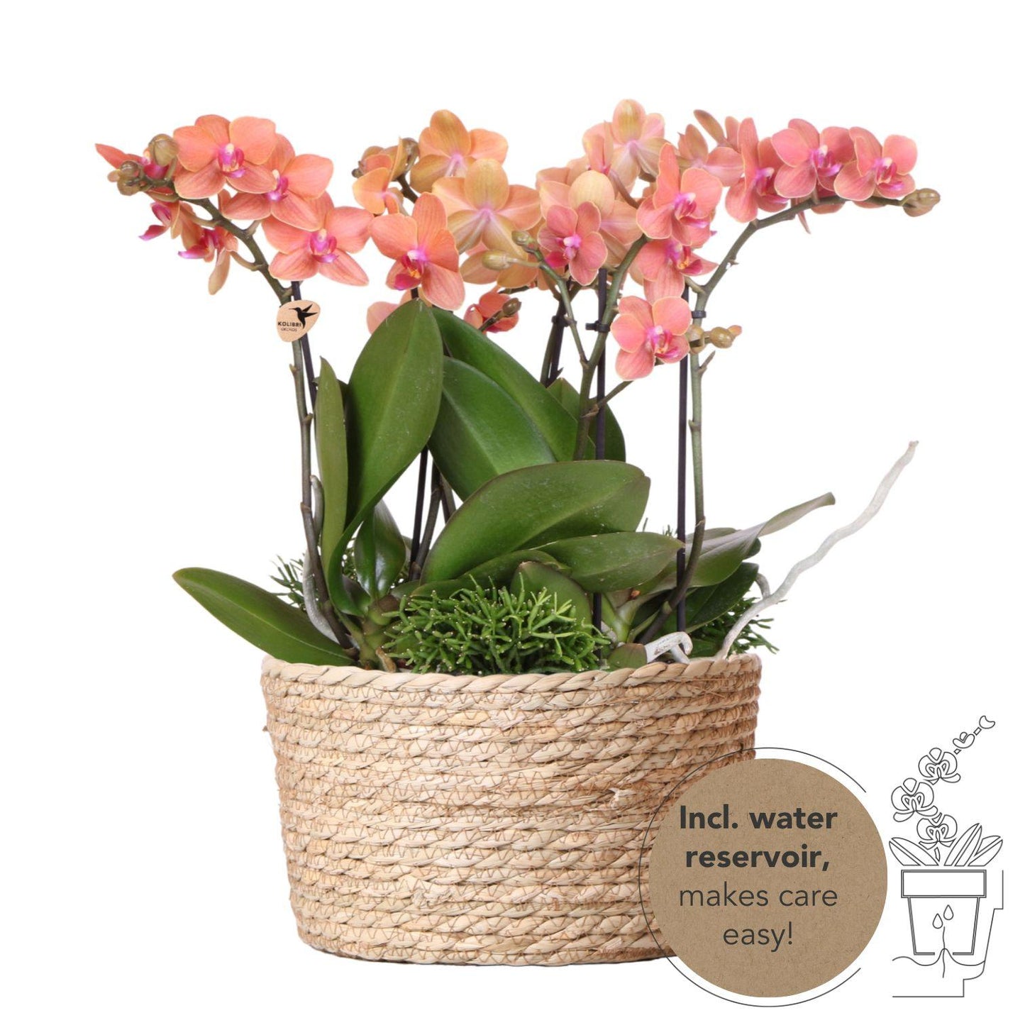 Orchidee colibrì | set di piante d'arancio in cesto di canne con serbatoio dell'acqua | tre orchidee arancioni Bolzano 9cm e tre piante verdi Rhipsalis | Jungle Bouquet arancione con riserva d'acqua autosufficiente