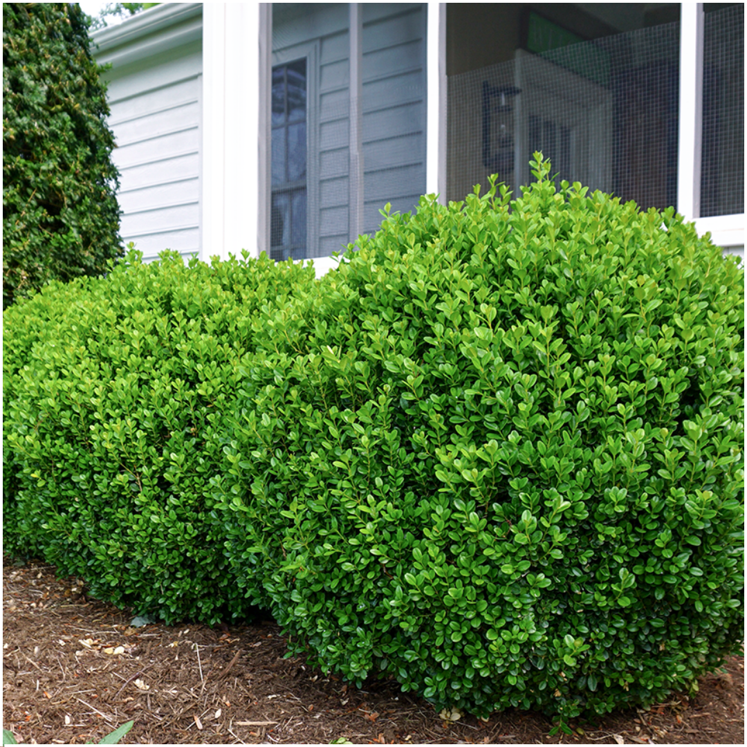 Confezione da 12 x 6 Buxus NewGen Freedom – Arbusti sempreverdi resistenti 72 x Ø7 cm - ↕15 cm | Bosso compatto