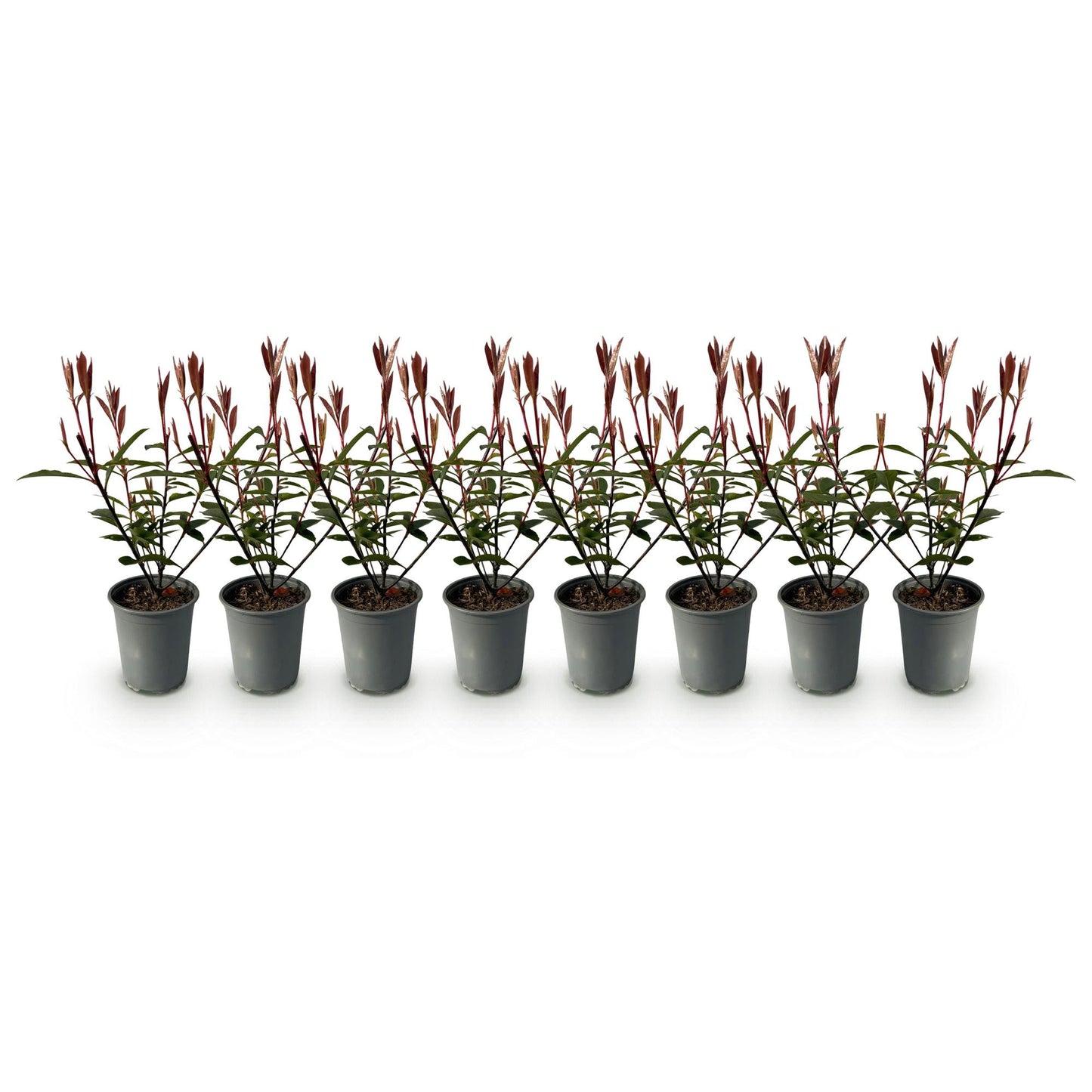 Green boutiQ - Piante da siepe - Photnia fraseri Carre Rouge - foglia rosso verde - 8 piante - 1 metro lineare - sempreverde - vaso 9cm altezza 30-35cm