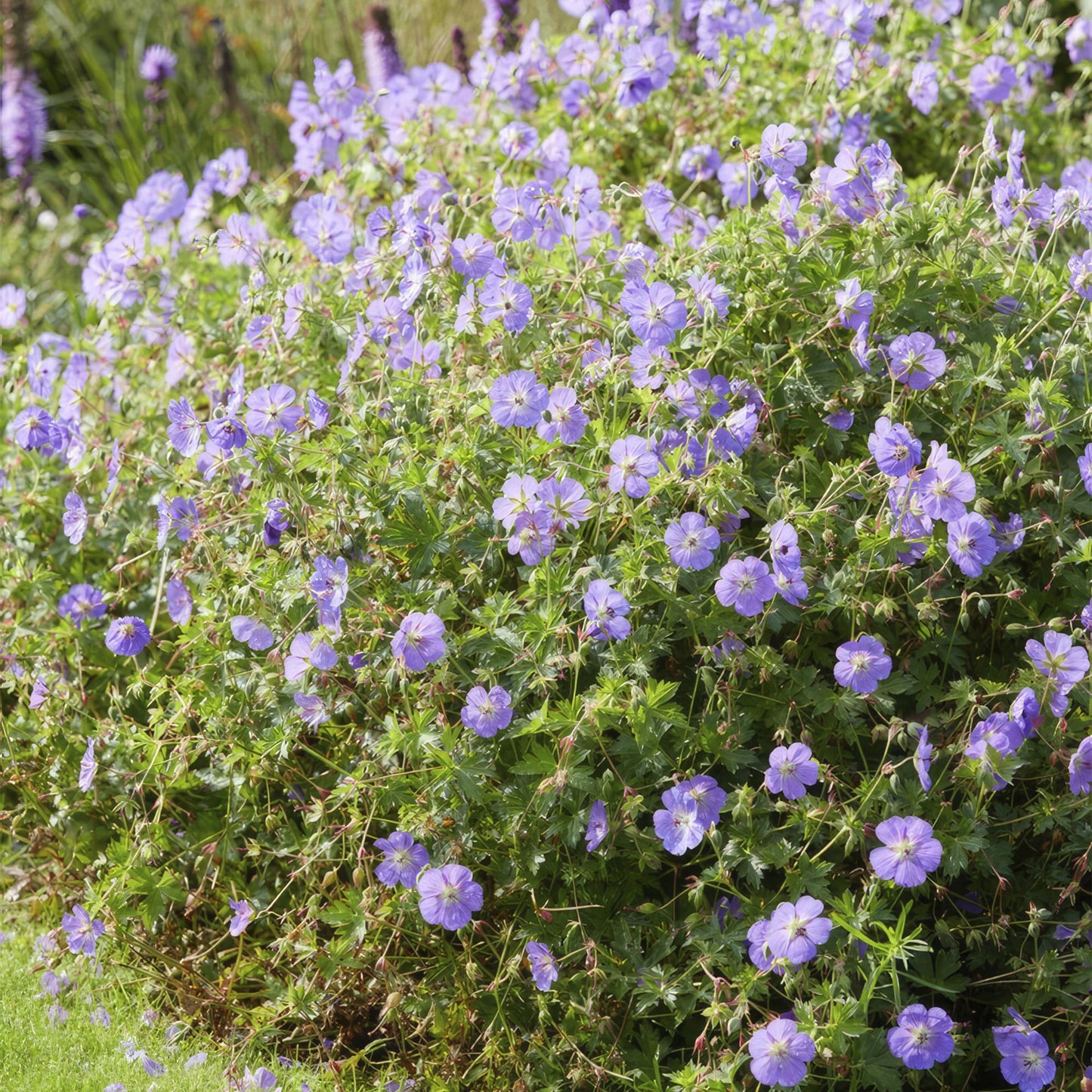 48x Geranium Rozanne - ↕10-25cm - Ø9cm