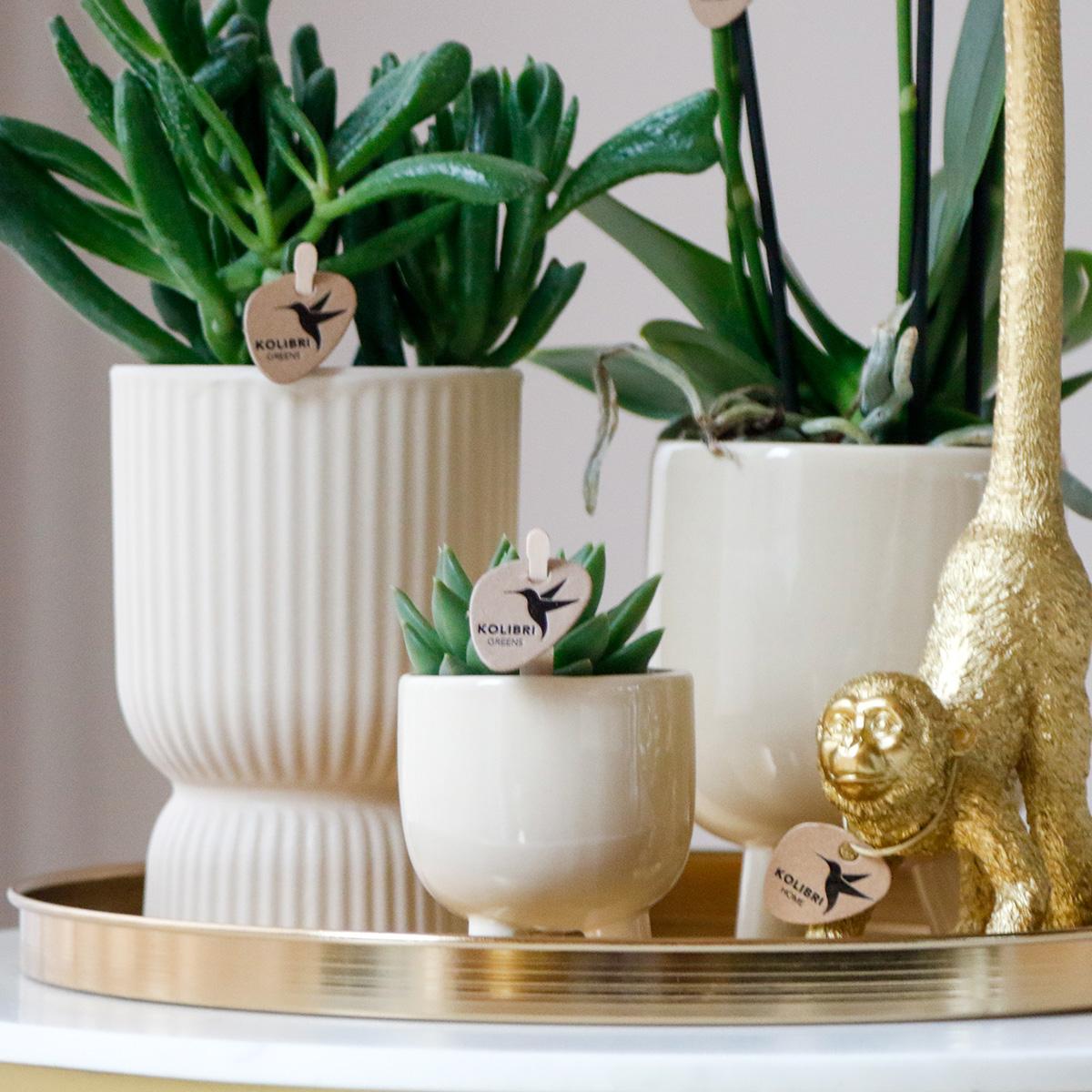 Hummingbird Company | Gift set Luxury Living | Plant set with white Phalaenopsis Orchid and Succulents incl. ceramic decorative pots