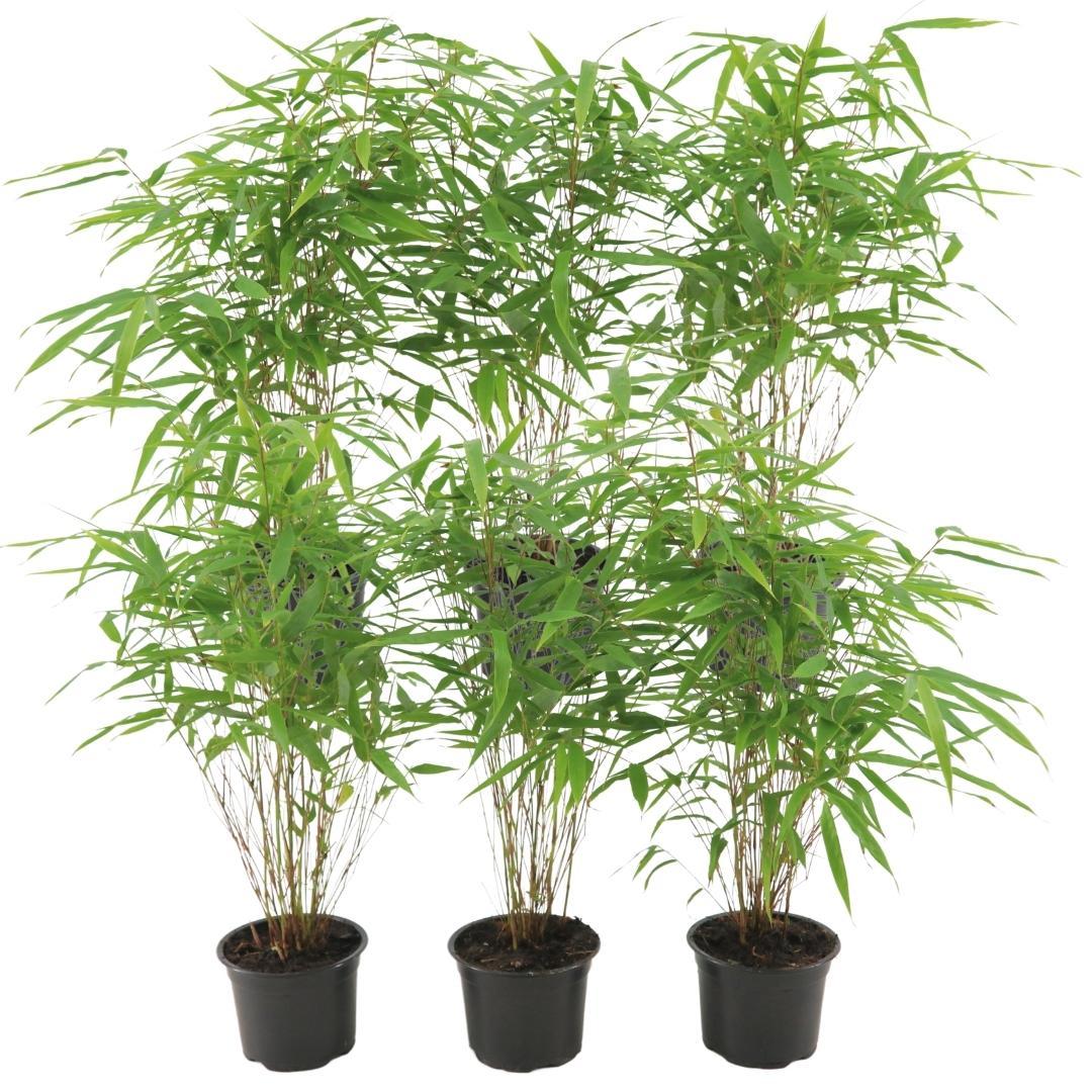 6x Fargesia Rufa Ø13 cm - ↕25 cm Bamboo