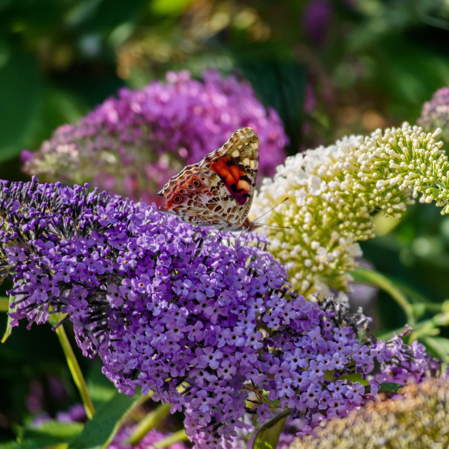 Green boutiQ - Buddleja davidii Tricolour - Fiore rosa, bianco e viola - 3 piante - 1 m² - Decidua - Attrae le farfalle - Vaso 17 cm Altezza 30 cm