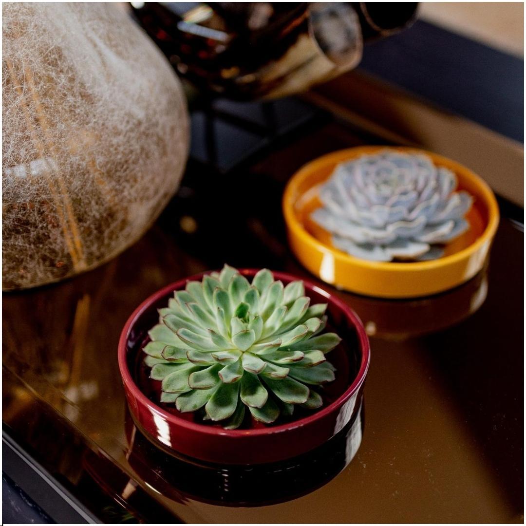 SENZA RADICE Succulente Echeveria Pulidonis in ciotola 'rossa' Ø20 cm - ↕5 cm