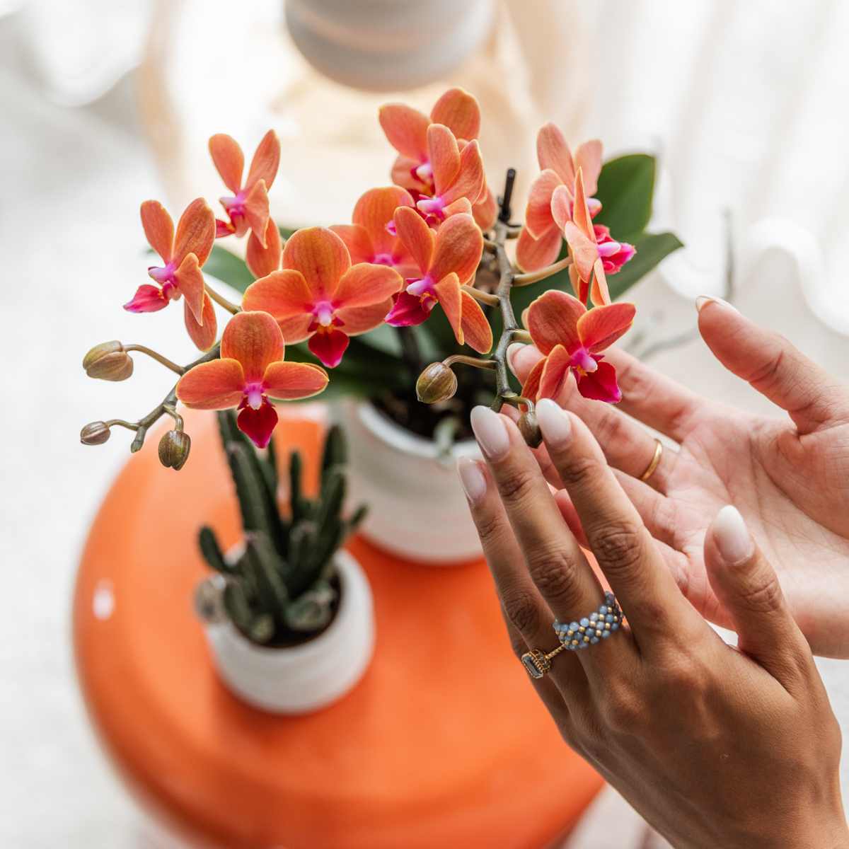 Orchidee colibrì | OFFERTA COMBI di 4 orchidee Phalaenopsis arancioni - Bolzano - dimensioni vaso Ø9cm | pianta d'appartamento in fiore - fresca dal coltivatore