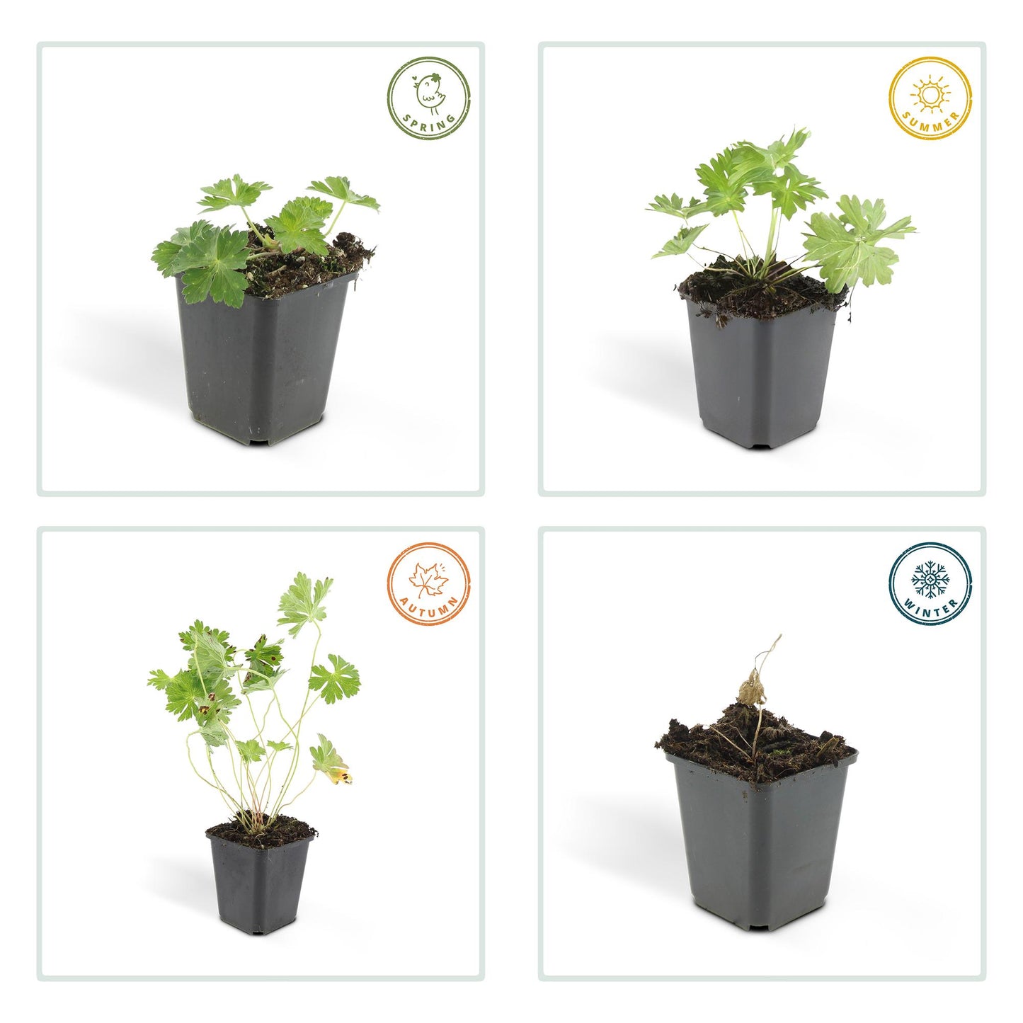 48x Geranium Rozanne - ↕10-25cm - Ø9cm