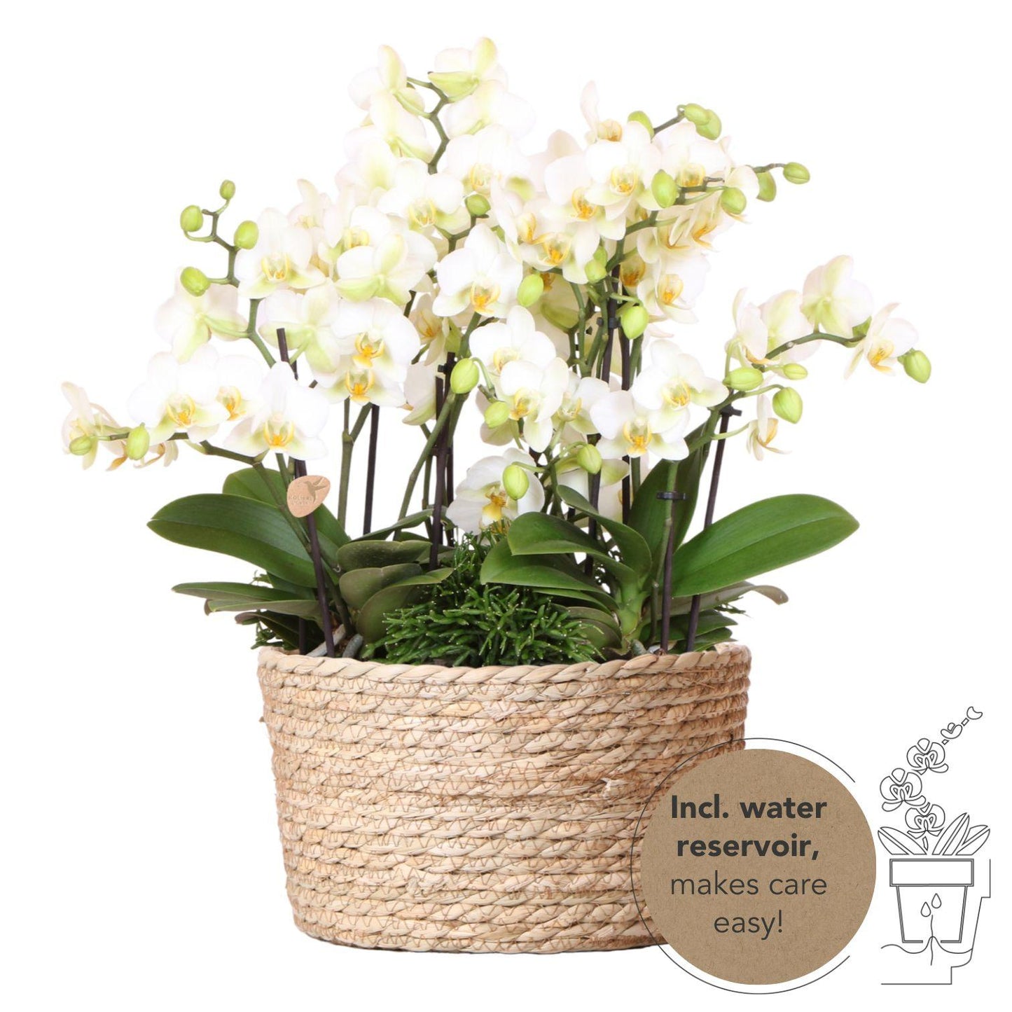 Orchidee colibrì | set di piante bianche in cestino di canna, incl tre orchidee bianche Losanna 9 cm e tre piante verdi | Jungle Bouquet bianco con riserva d'acqua autosufficiente
