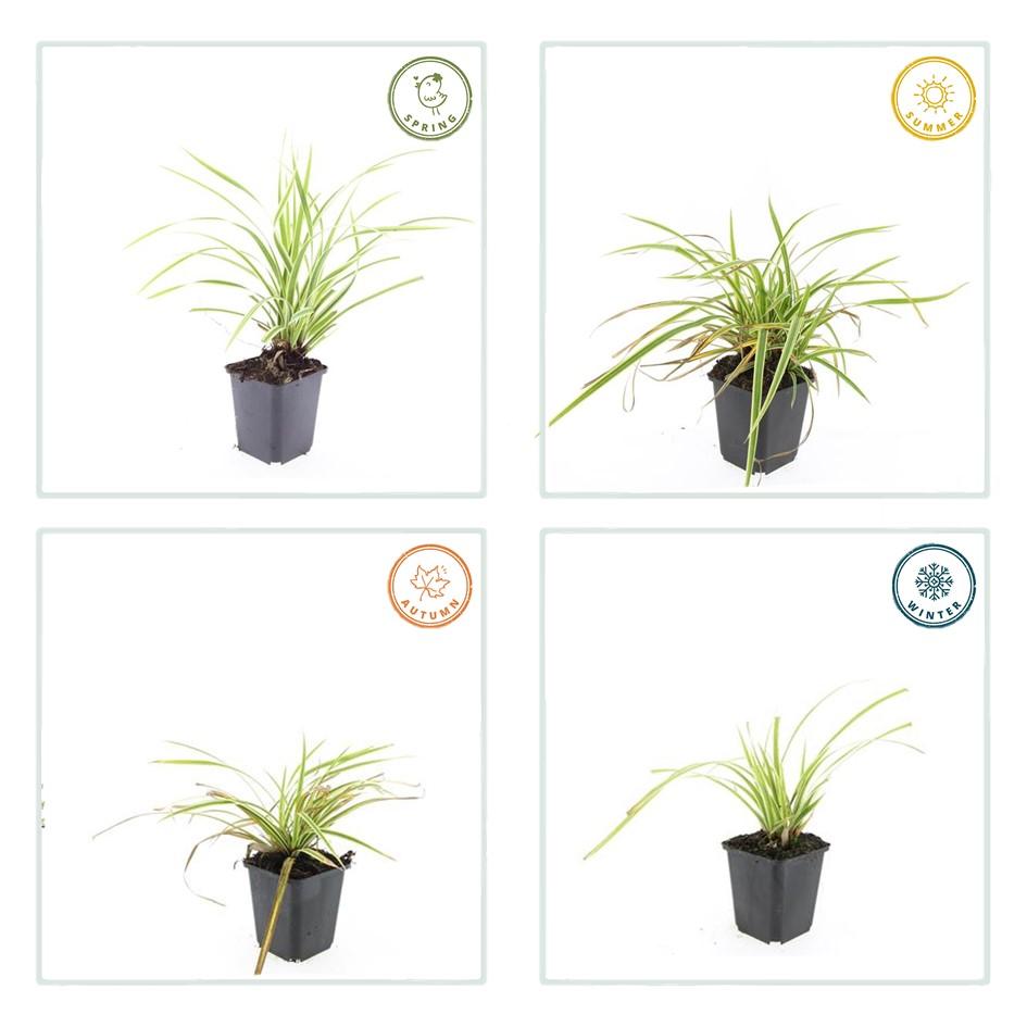 48x Carex morrowii 'Aureovariegata' - ↕10-25cm - Ø9cm
