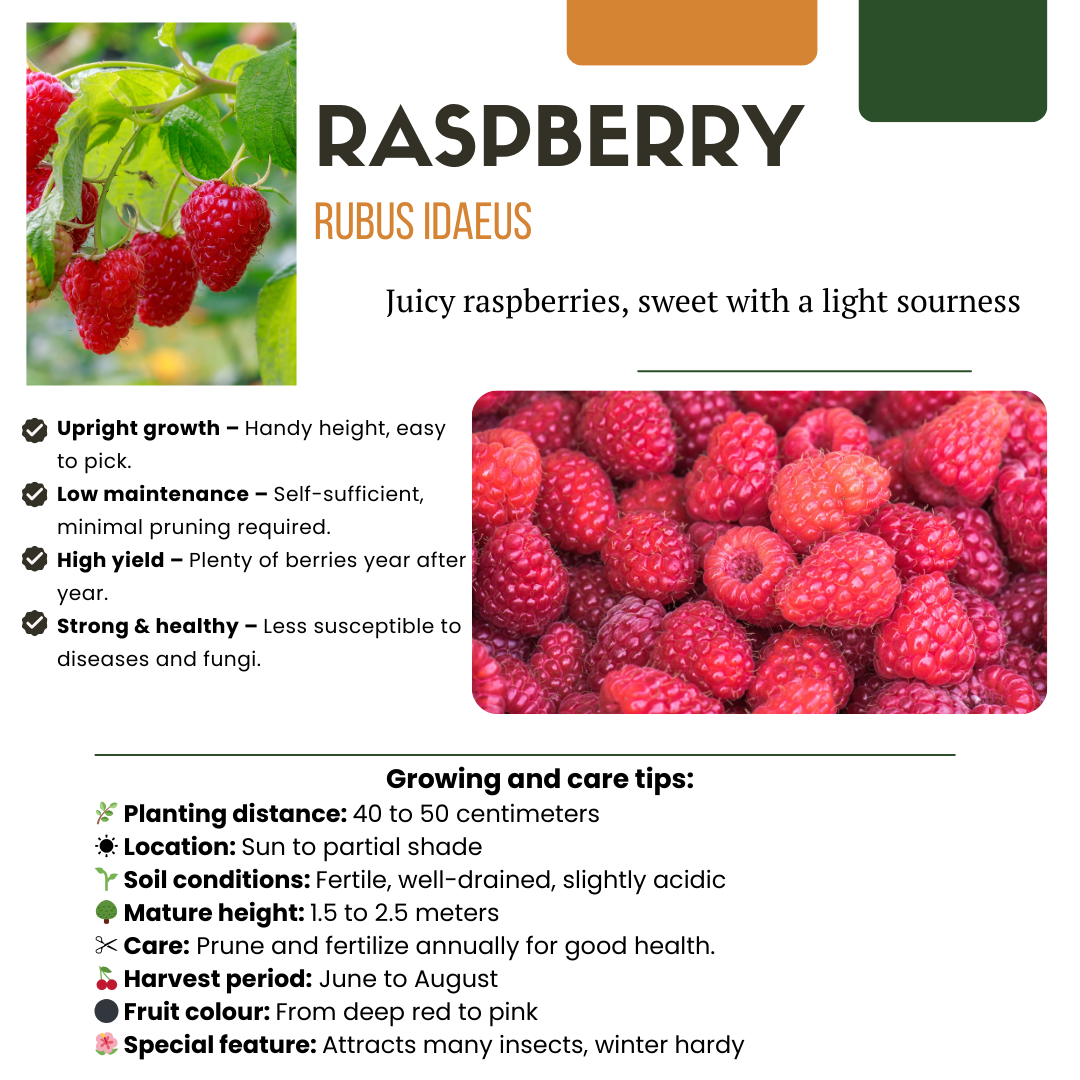6 x organic raspberry plants - Ø 13 cm - ↨ 20 cm