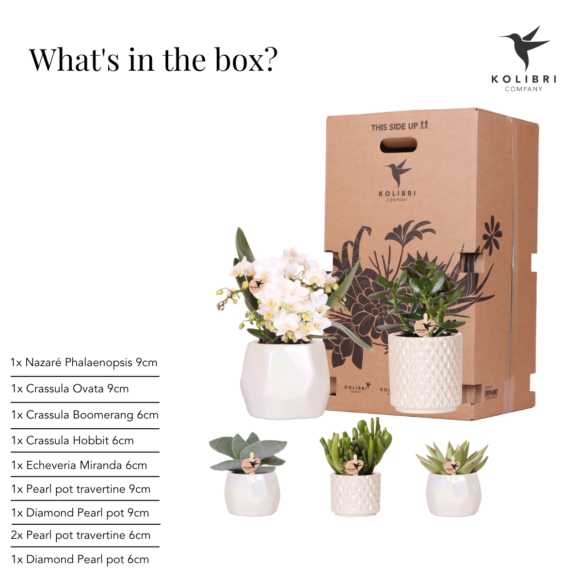 Azienda Kolibri | Set di piante + vasi decorativi per la decorazione della tavola e della cena - dimensioni del vaso Ø9cm e Ø6cm | piante da appartamento fiorite - fresche dal coltivatore