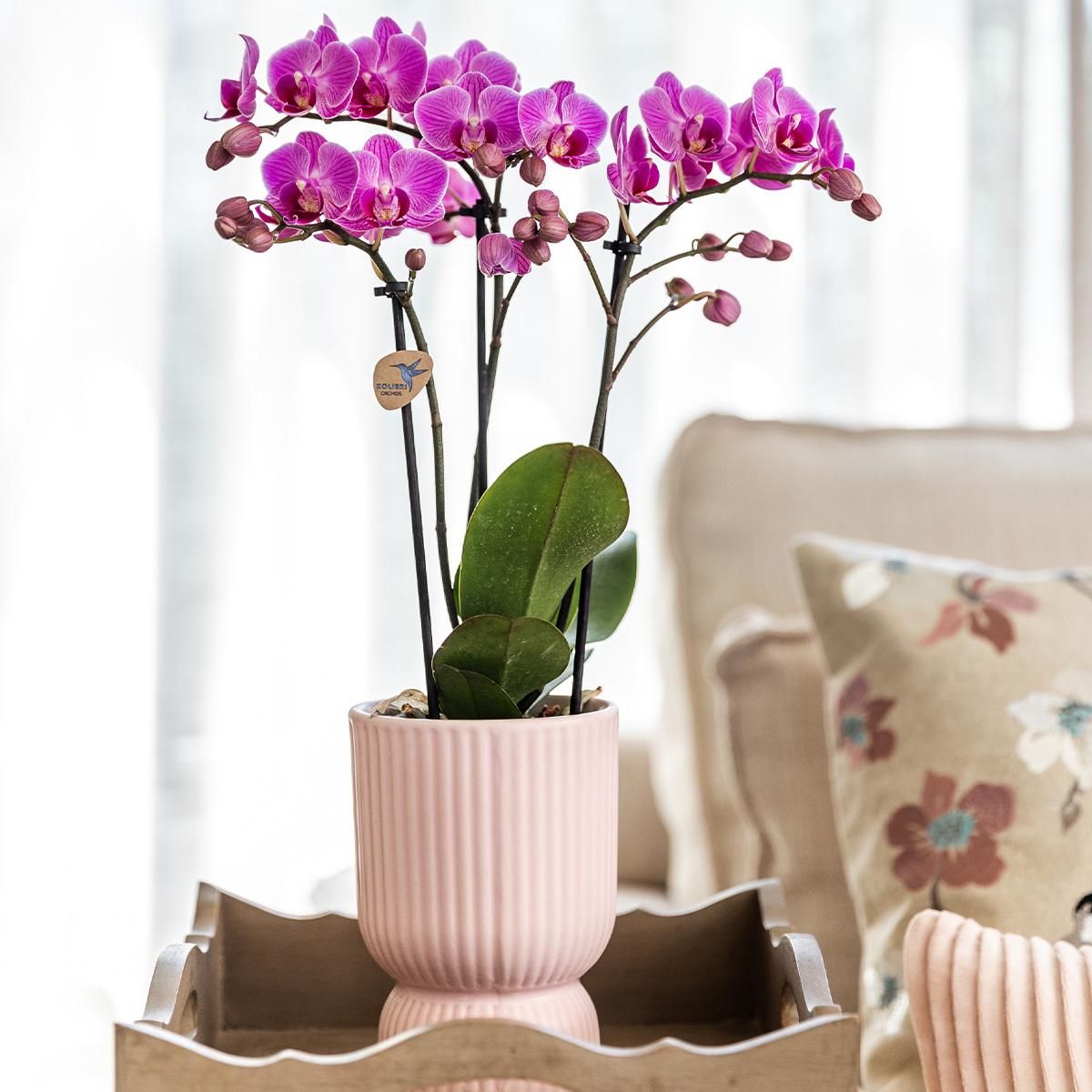 Orchidee colibrì | Orchidea phalaenopsis rosa viola - El Salvador + Diabolo rosa - dimensioni vaso Ø9cm | pianta d'appartamento in fiore - fresca dal coltivatore