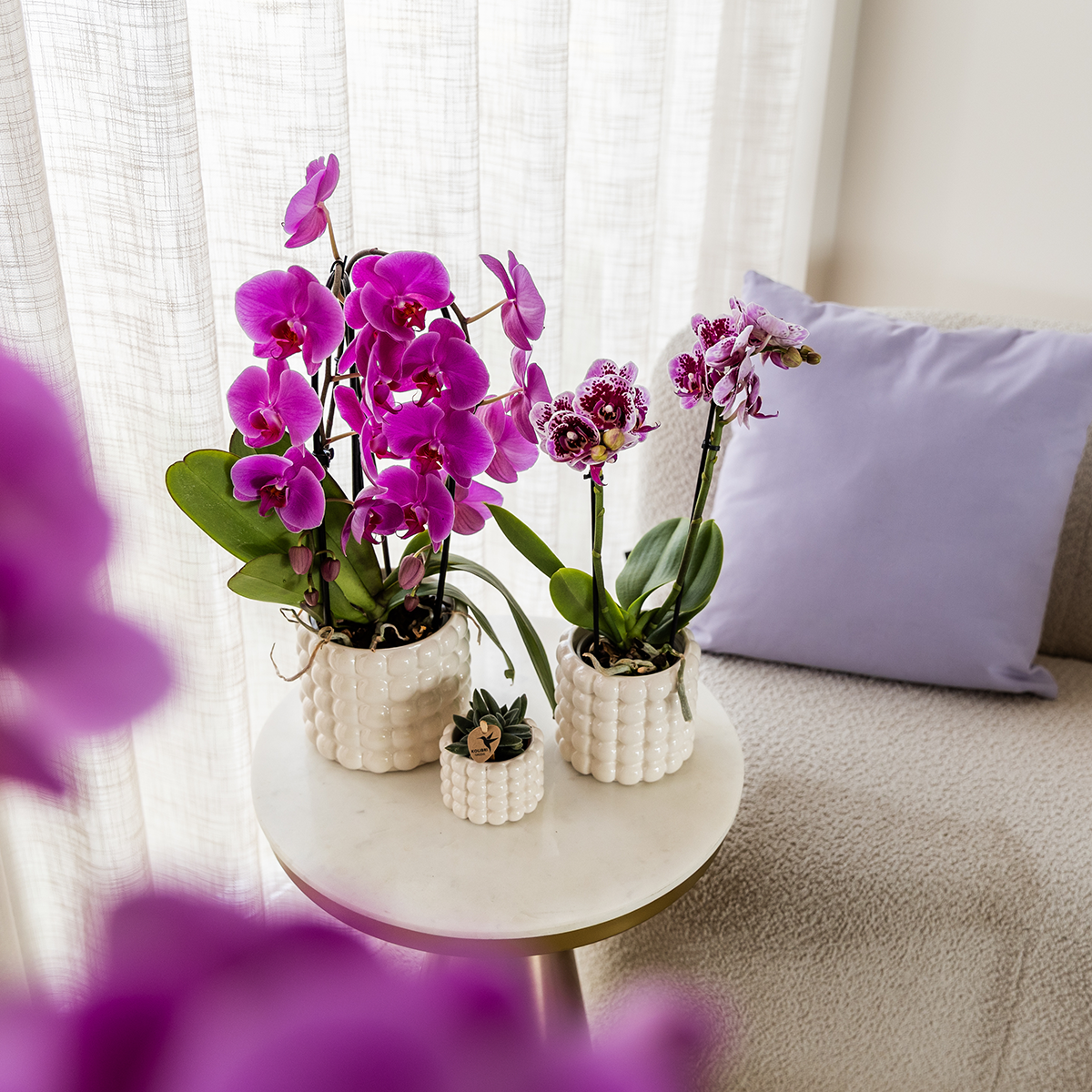 Kolibri Orchids | Orchidea phalaenopsis viola in vaso Ø12cm | Freeride | pianta da appartamento fiorita - fresca dal coltivatore