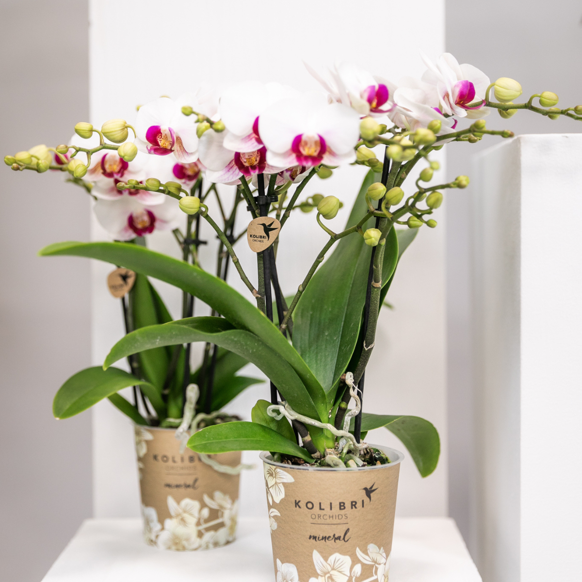 Kolibri Orchids | orchidea Phalaenopsis bianca in vaso Ø9cm | Gibilterra | pianta da appartamento fiorita - fresca dal coltivatore
