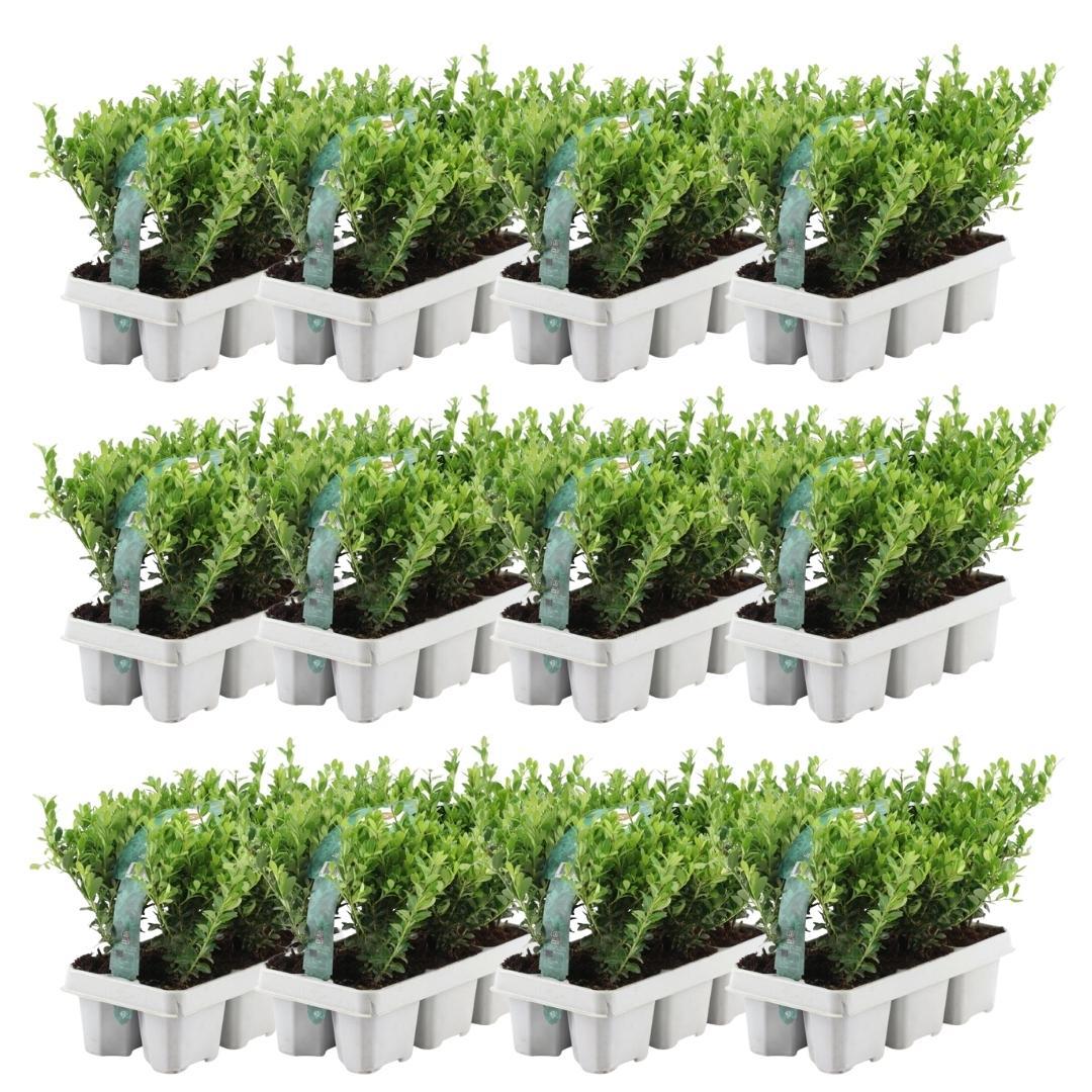 Confezione da 12 x 6 Ilex crenata 'Jenny' - Ø7 cm - ↕15 cm