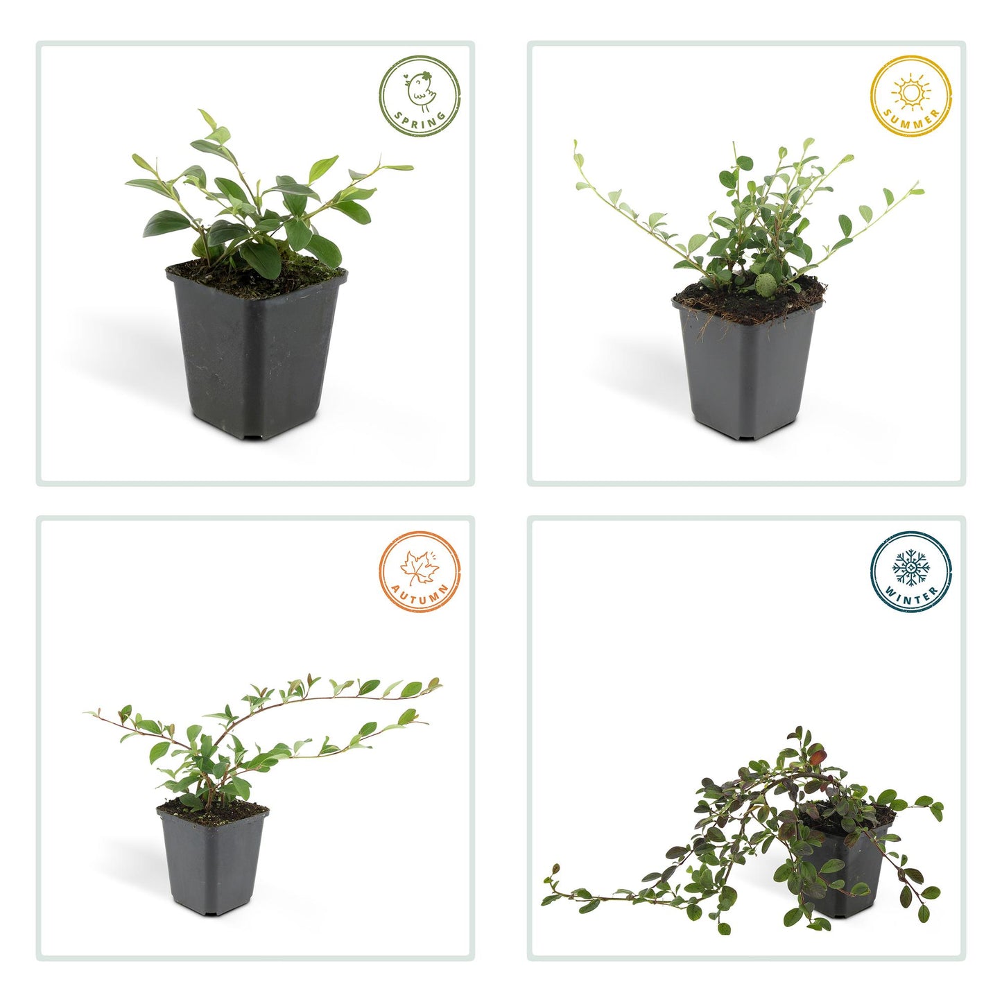 48x Cotoneaster dammeri - ↕10-25cm - Ø9cm