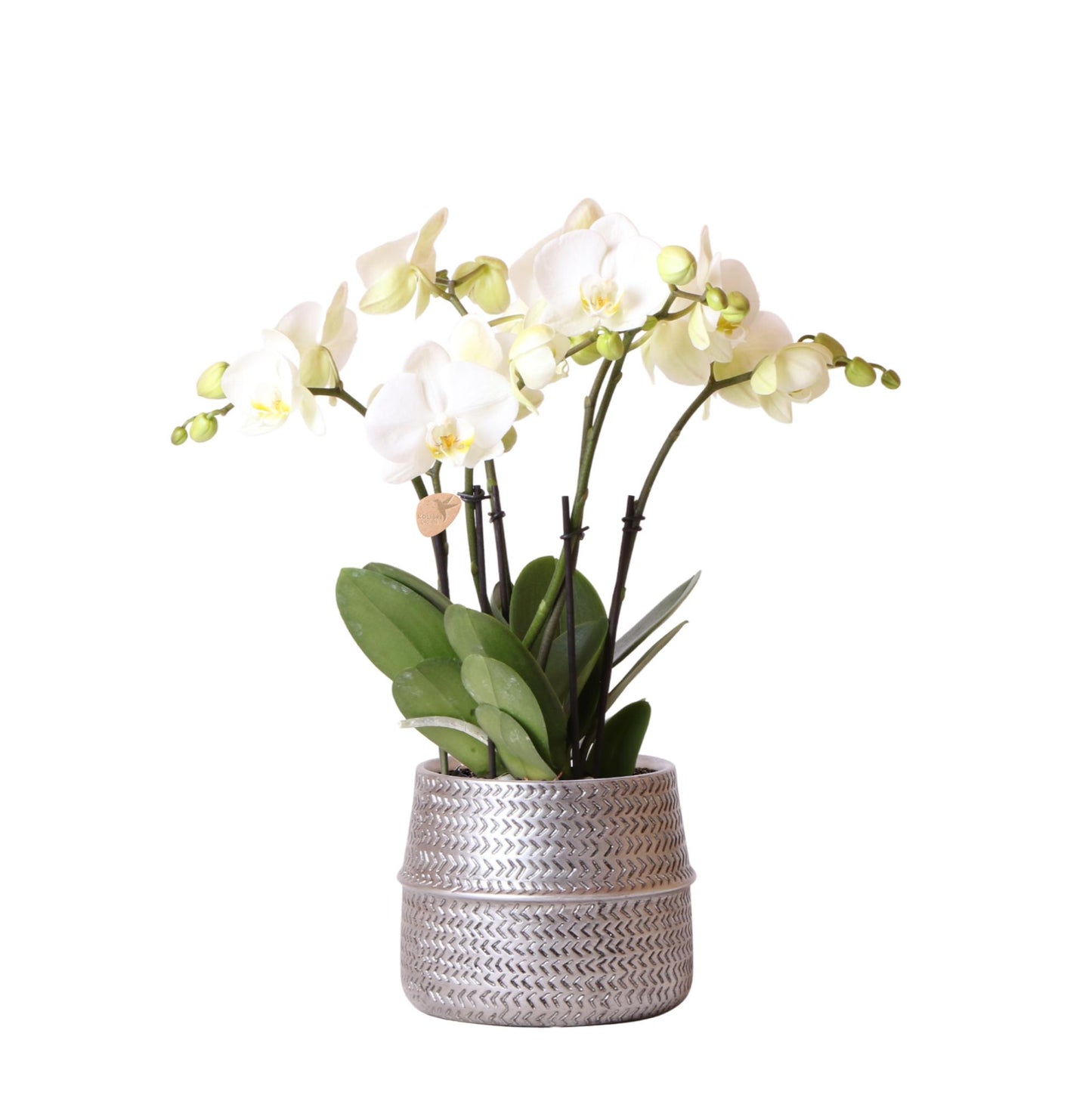 Orchidee colibrì | Orchidea phalaenopsis bianca Gent in vaso decorativo Groove argento - dimensioni vaso Ø12cm | pianta d'appartamento fiorita in vaso di fiori - fresca dal coltivatore