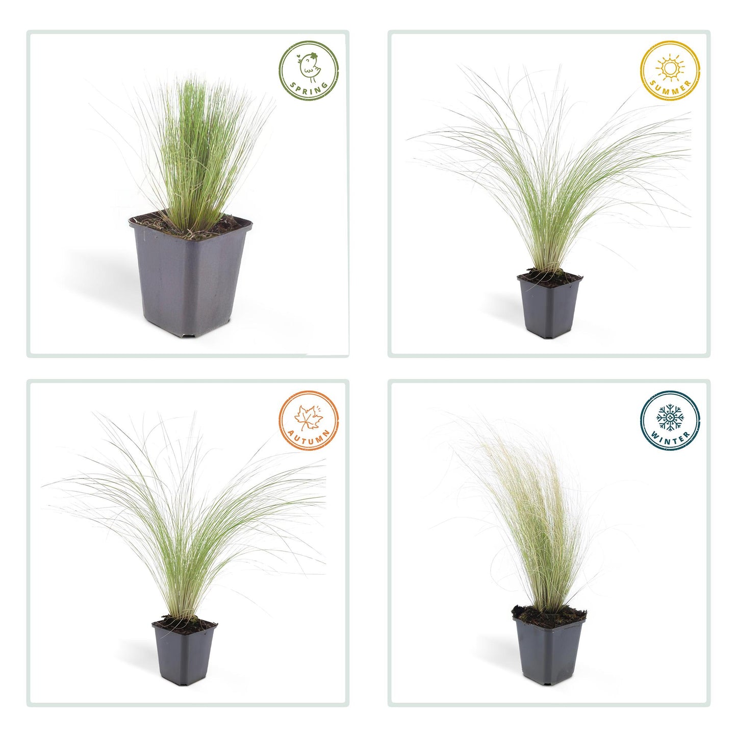 60x Stipa tenuissima 'Ponytails' - ↕10-25cm - Ø9cm