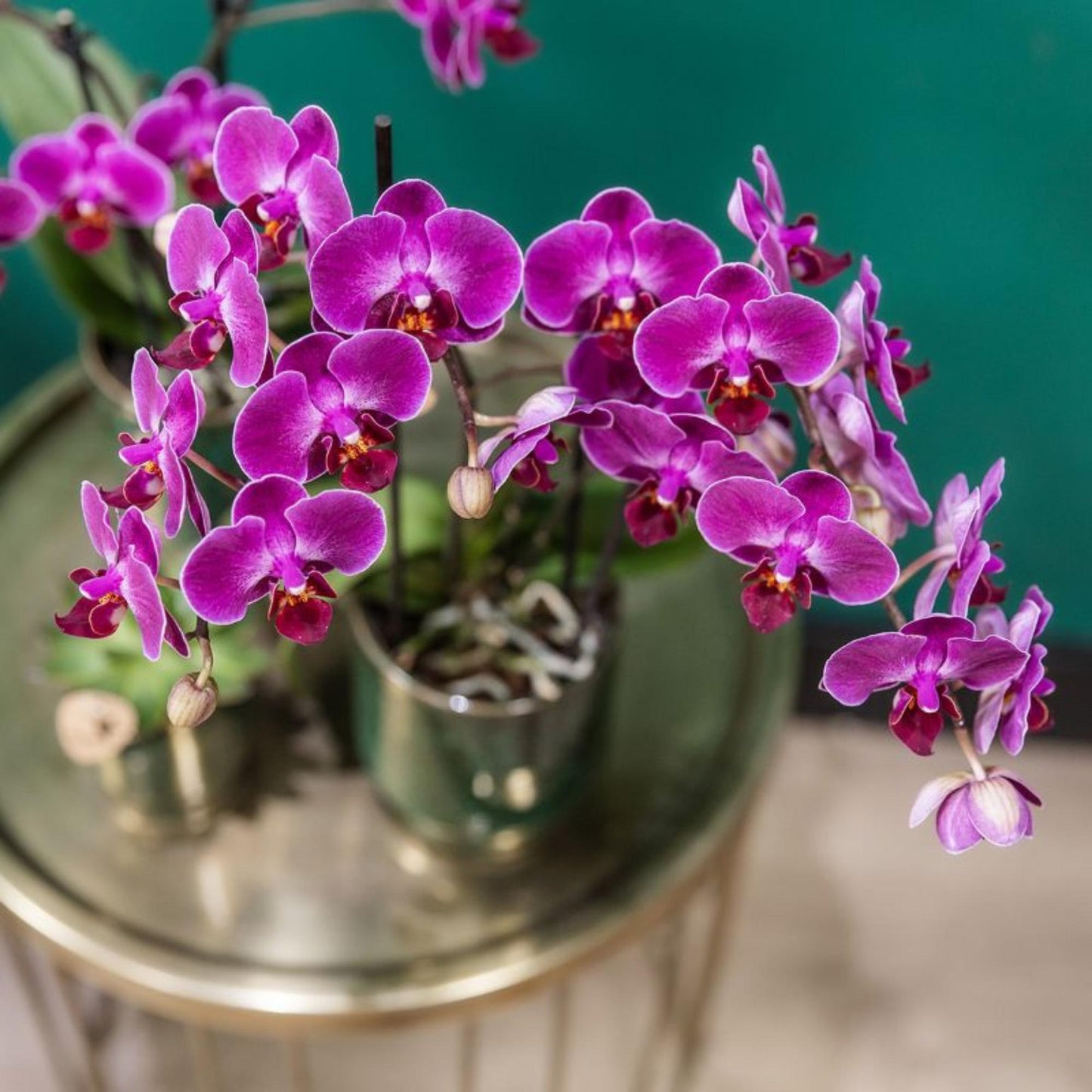 Kolibri Orchids | Orchidea phalaenopsis viola in vaso Ø9cm | Morelia | pianta da appartamento fiorita - fresca dal coltivatore