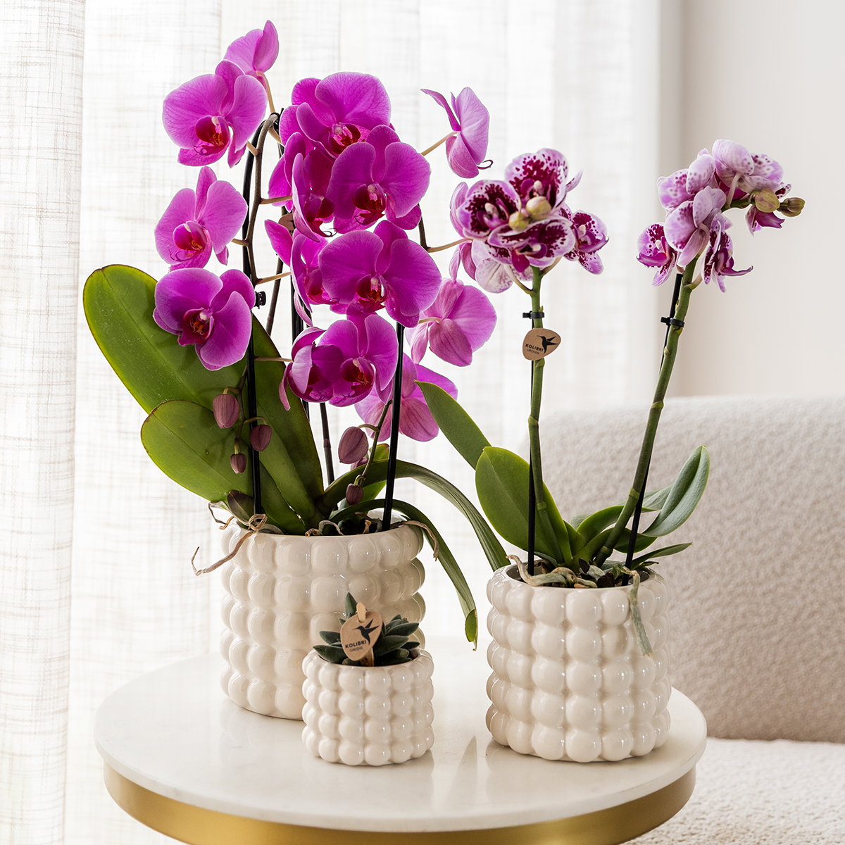 Kolibri Orchids | Orchidea phalaenopsis viola in vaso Ø12cm | Freeride | pianta da appartamento fiorita - fresca dal coltivatore