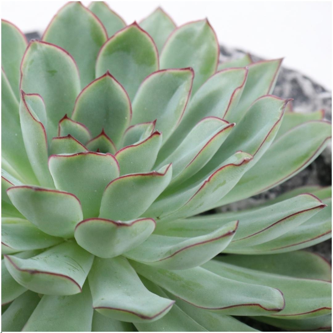 SENZA RADICE Succulente Echeveria Pulidonis in ciotola 'Concrete' Ø20 cm - ↕5 cm