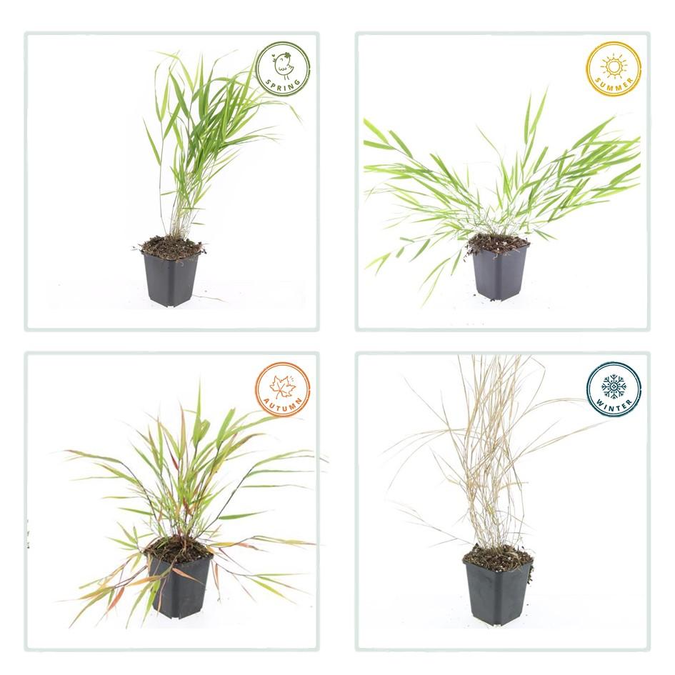 48x Hakonechloa macra - ↕10-25cm - Ø9cm