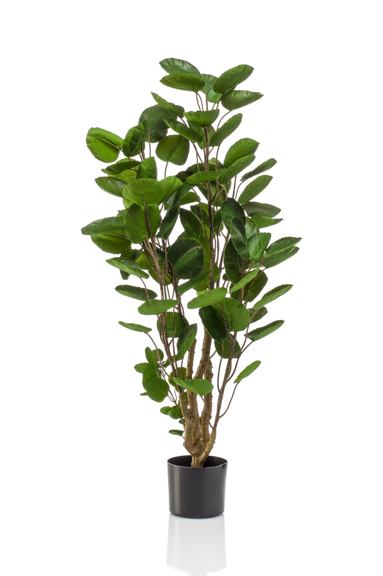 Pianta artificiale - Polyscias - Aralia - 105 cm