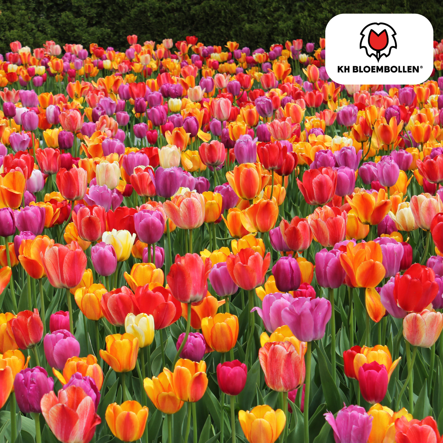 10 bags Tulip Bulb Mix of 20 Pieces per bag | KH Bloembollen® | Colorful Tulip Mix – Perfect for Garden or Pot – Size 11/12 – Fresh from the Grower
