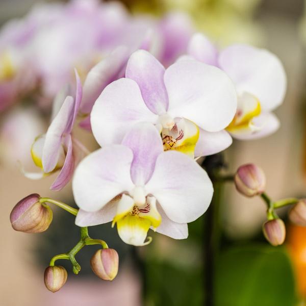 Kolibri Company | Plant set Valentine 'Candy' | Pink Phalaenopsis Orchid Portugal and Succulent incl. ceramic decorative pots