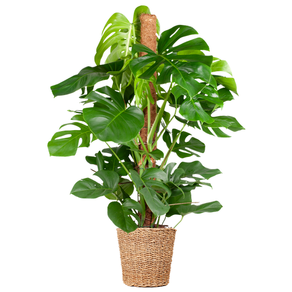 Monstera Deliciosa XL con cestino Torun - 120cm - Ø24