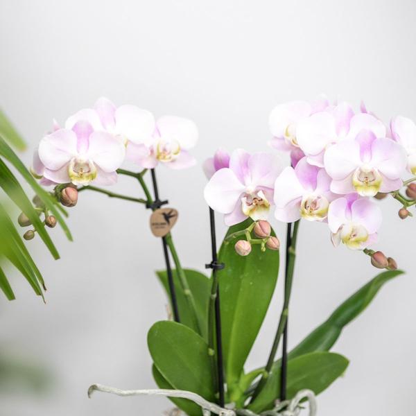 Kolibri Company | Plant set Valentine 'Candy' | Pink Phalaenopsis Orchid Portugal and Succulent incl. ceramic decorative pots