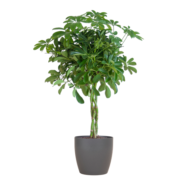 Schefflera Arab Nora con Viber grigio - 70cm - Ø21