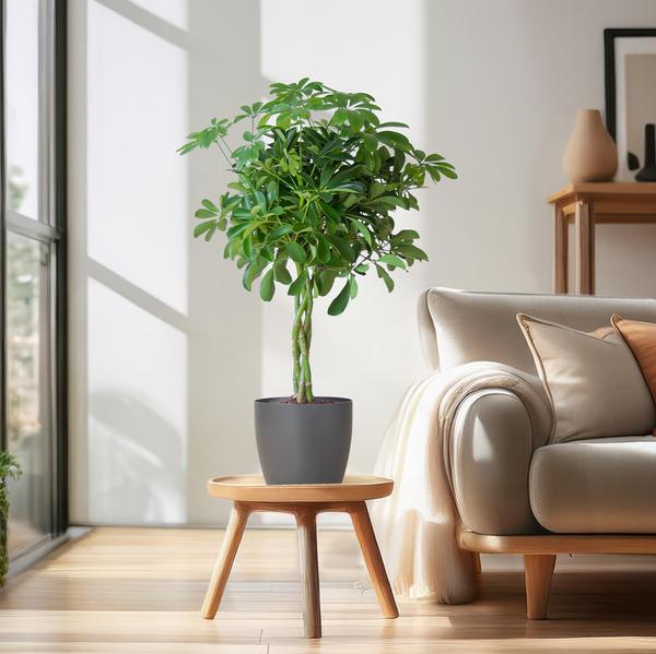 Schefflera Arab Nora con Viber grigio - 70cm - Ø21