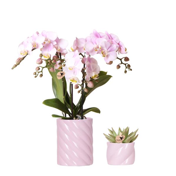 Kolibri Company | Plant set Valentine 'Candy' | Pink Phalaenopsis Orchid Portugal and Succulent incl. ceramic decorative pots