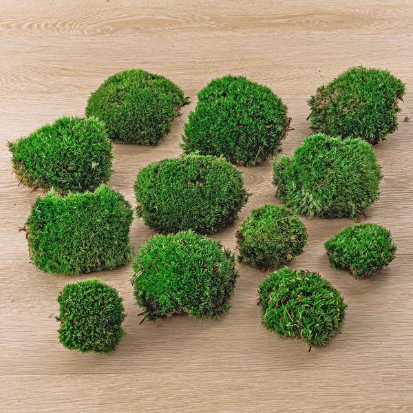 Ball Moss Specific for Terrariums
