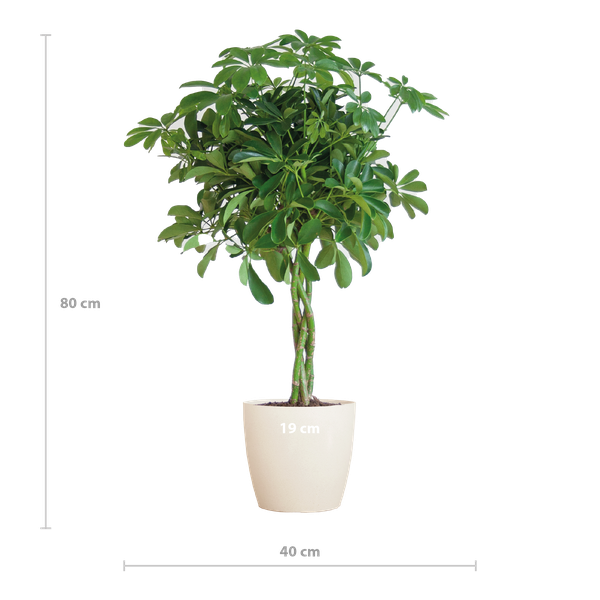 Schefflera Araba Nora con Viber bianco - 70cm - Ø21
